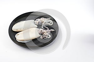 Fresh splendid squid