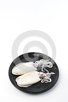 Fresh splendid squid