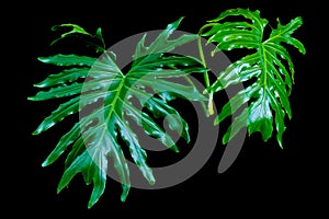 Fresh split-leaf Philodendron selloum or monstera the tropical foliage rainforest isolated on black background with clipping path