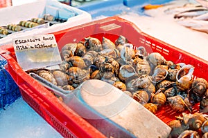 Fresh Spotted babylon snails and escargots on farmer market