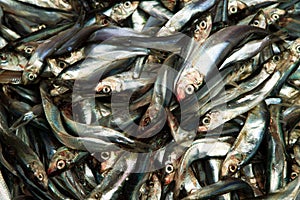 Fresh sprat