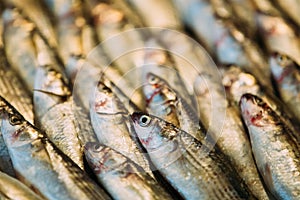 Fresh Sprat Fish On Display On Ice On Market Store Shop. Seafood