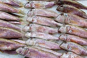 Fresh sprats fish on ice at food product market 2