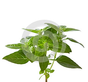 Fresh sprig of basil