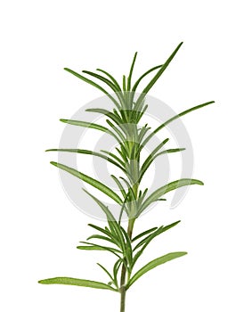 Fresh sprig of Rosemary isolated on white background