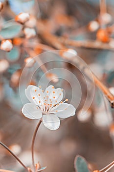 Fresh spring apple flower, instagram style toned