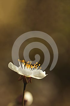 Fresh spring apple flower, instagram style toned, selective focus