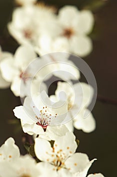 Fresh spring apple flowers on branch, instagram style toned, selective focus