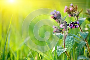 Fresh spring background