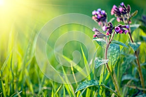 Fresh spring background