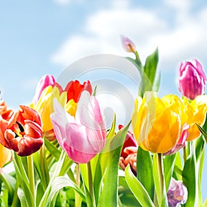 Fresh spring background of vibrant tulips