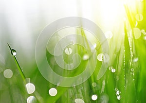 Fresh spring bokeh and green grass with dew drops.