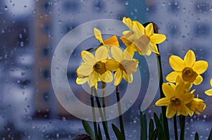 Fresh spring bouquet of yellow narcissuses on a window