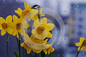 Fresh spring bouquet of yellow narcissuses on a window