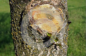 Young tree after trimming branches called pruning