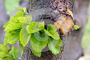 Fresh spring branches