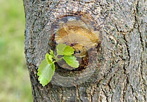 Fresh spring branches