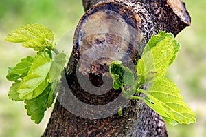 Fresh spring branches