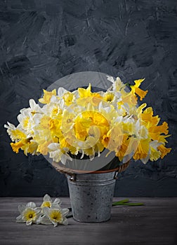 Fresco primavera claro narcisos flores en maceta sobre el gris. copiar espacio 