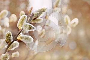 Fresh spring catkin branches photo