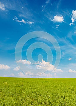 Fresh spring clover field and blue sky