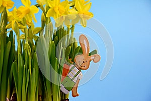 Fresh spring daffodils with easter bunny on a blue background frame stock images
