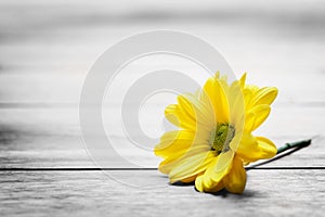 Fresh spring daisy flower on rustic wood. Vintage, concept.