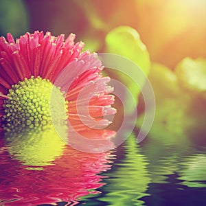 Fresh spring daisy flower in water. Nature, spa, zen