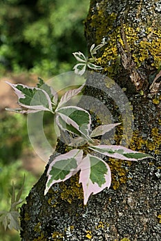 Fresh spring decorative bicolor green to white leaves of Box Elder tree, also called Boxelder Maple or Manitoba Maple