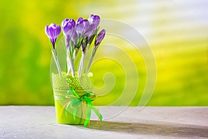 Fresh spring flowers crocuses in flowerpot, closeup with space for text on a green background in the light of the rays of the sun.