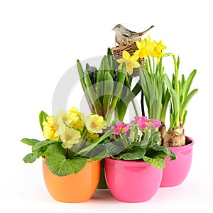 Fresh spring flowers. easter decoration