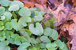 Fresh spring foliage leaves glistening vibrant green after rain