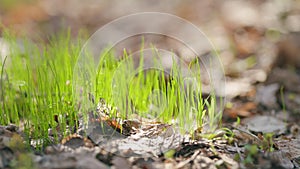 Fresh spring forest wild grass. Summer and spring landscape. Sunset in forest. Close up.