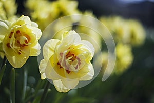 A fresh spring garden with colorful tulips. Bukeback background.