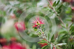 A fresh spring garden with red flower. Spring concept.