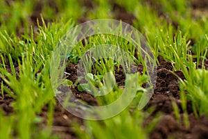 Fresh Spring Grass