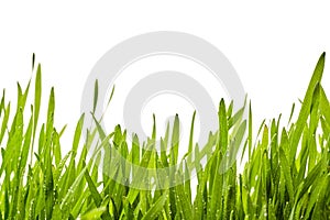 Fresh spring grass background with dewdrops