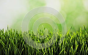 Fresh spring grass on blurred background, space for text