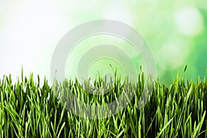 Fresh spring grass on blurred background, space for text