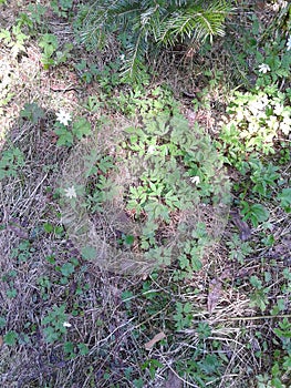 Fresh spring grass breaks through the ground