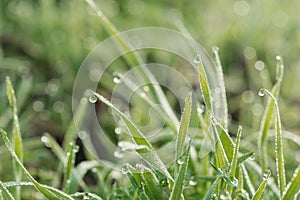 Fresh spring grass covered with morning dew