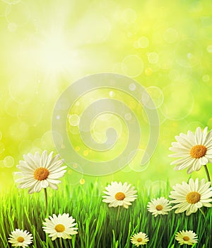 Fresh spring grass with daisies