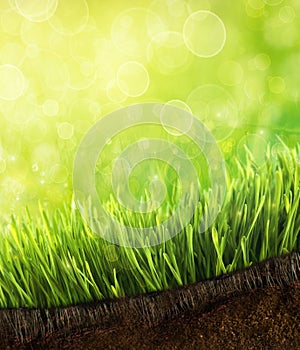 Fresh spring grass with dew against a blue sky