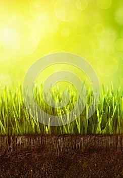 Fresh spring grass with dew against a blue sky