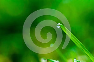 Fresh spring grass with dew drops