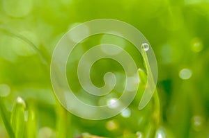 Fresh spring grass with dew drops