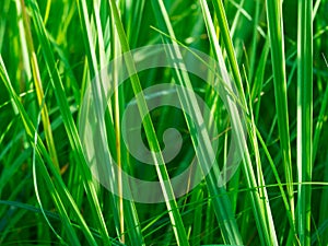 Fresh spring grass on the field, macro - backdrop