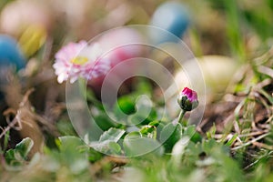 Fresh spring grass with flowers on a sunny day with natural blurred background and easter eggs