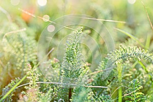 Fresh spring grass in meadow