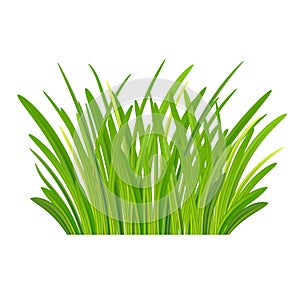 Fresh spring grass. meadow. Green Grass Isolated on white background, tuft of grass, fresh spring grass, panoramic view